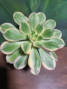 Aeonium Sunburst Variegated Clone Collectors Succulent Plant šµ - Picture 1 of 6