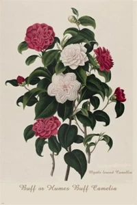 roses in tiers VINTAGE BOTANICAL poster DELICATE multicolored classic 20x30 - Picture 1 of 1