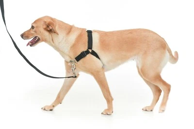 Chaos NON PULL DOG HARNESS - ADJUSTABLE DOG HARNESS