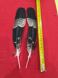 Pluma de ala Z52 Pr Pen African Harrier Hawk (Polyboroides Typus) - Imagen 1 de 1
