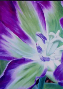 ACEO print from Studio Angela - Nightrider Tulip - Picture 1 of 1