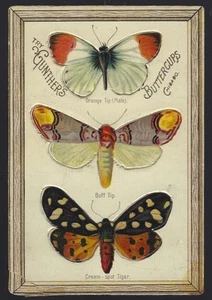 Gunther's Buttercups Chicago Butterflies Orange Tip Track Victorian Trade Card - Picture 1 of 2