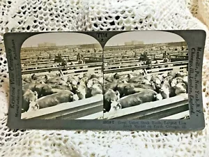 Keystone STEREOVIEW Photo ~ Great Union Stock Yard ~ Chicago ~ Cattle Cows Steer - Picture 1 of 2