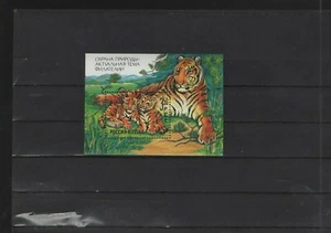 Block 1  Sibirischer Tiger mit Tiger Jungen sehr Hübsch - Picture 1 of 1