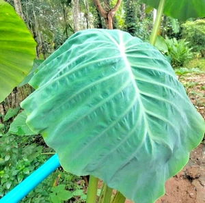 Colocasia Medusa Especie Esculenta RARA Oreja de Elefante Libre Certificado Fitosanitario. - Imagen 1 de 9