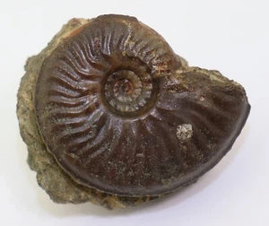 Ammonit, Graphoceras sp., Jura, Aalen, Geisingen, Deutschland -L337 - Bild 1 von 5