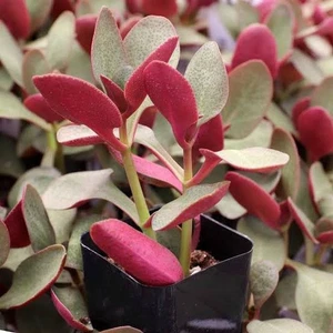 Crassula Streyi 🏵️one head Cutting About 7cm Succulent 🏵️limited one buy Onl - Picture 1 of 3