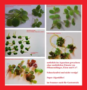 25 Pack Floating Plants - Frog Bite Pond Lens Floating Fern Spurge Azolla - Picture 1 of 1