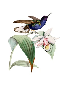 Velvet Purple Coronet Hummingbird 8 x 10 High Resolution Print - Bild 1 von 1