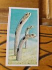BROOKE BOND-INCREDIBLE CREATURES (**THICK STICKER CARD**)no 11