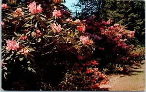 Rhododendron Glen on North Side of University of Washington, Seattle Postcard - Picture 1 of 2