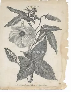 Grabado botánico 1809 placa de cobre de hibisco o malva almizcle por J Pass - Imagen 1 de 3