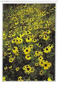 Vintage Flowers Chrome Postcard Black Eyed Susan Arpel Graphics California - Picture 1 of 2