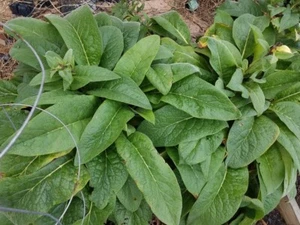 Russian Comfrey Bocking #14, (5) matured Root Cuttings or 1 Established plant - Picture 1 of 7