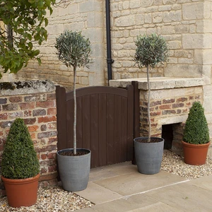 Olive Tree, Large Standard, Evergreen Foliage, 1.4m Tall, 25cm Pot, Med Style - Picture 1 of 4