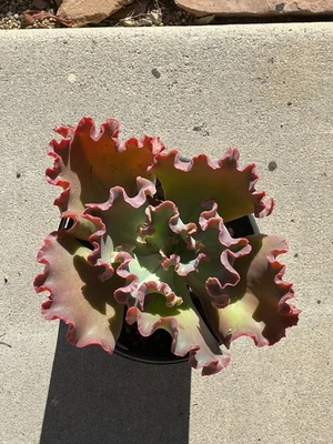 Echeveria hybrid. Lost Name tag Cactus Succulent 1 gallon size - Image 1 of 2
