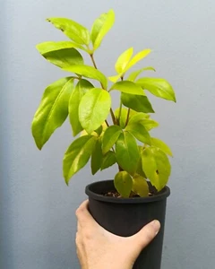 Heptaplerum (prev Schefflera) actinophyullum "Amate Soleil" Lime Umbrella Tree - Picture 1 of 2