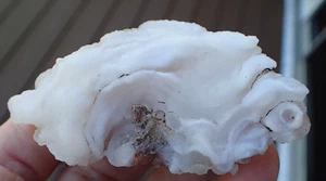 AZ Round Mountain Crystal Chalcedony Nodule Beekite Volcano Agate RM5 - Picture 1 of 8