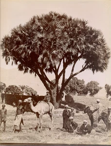 28,3x22,3 - Egypte ZANGAKI L'Arbre Doum de la (H)aute Egypte, Vintage print  - Bild 1 von 4