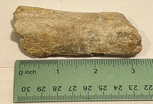 dinosaur fossil toe bone - Picture 1 of 5
