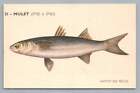 Mulet Fish "Institut Des Peches" Vintage French Postcard Promoting Seafood ~50S