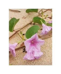 10x Ipomoea pes caprae Strandwinde Garten Pflanzen - Samen B1143 - Picture 1 of 9