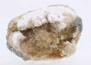 Fossil Clam w Golden Calcite 4.3"  Ruck's Pit Florida FL COA 5975 - Picture 1 of 13