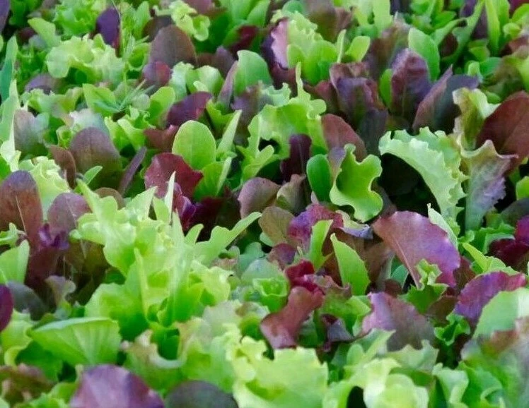 SEMILLAS DE MEZCLA DE MESCLUN 500+ lechuga KALE tatoi JARDÍN SALUDABLE VERDES ENVÍO GRATUITO Foto 1 de 1