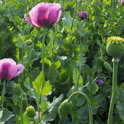 20,000+ Organic, Stratified Turkish Papavaer Somniferum Poppy Seeds For Planting - Image 1 of 4