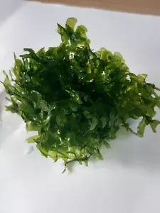 Alga d'acqua dolce - (Lomariopsis lineata) muschio - aquascaping - acquario - pianta - Foto 1 di 3
