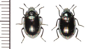 Tenebrionidae:Euhemicera hajimei hajimei pair ,A1, unmounted,Japan,beetle - Picture 1 of 1