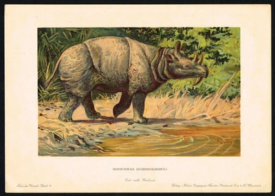 Dinoceras Prehistoric Mammal 1880s Chromolithograph - Tiere der Urwelt Print - Bild 1 von 4