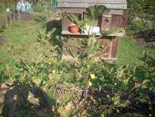 Fig tree cuttings , Battaglia ,delicious white fig, Two crops,5 pcs !