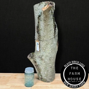 BLACK BIRCH/ CHERRY BIRCH - HUGE! 25” Log Crotch 42 lbs - #W0009 - Picture 1 of 12