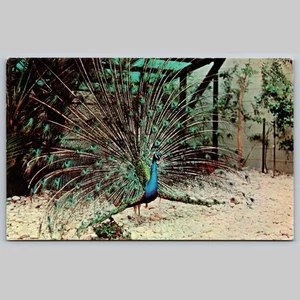 Postcard Peacock Sunken Gardens St. Petersburg Florida Exotic Birds - Picture 1 of 3