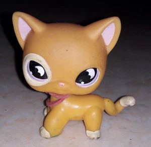 Petshop chat europeen 855 - Picture 1 of 1