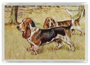 BASSET HOUND SCHÖNER HUND KUNSTDRUCK NEUHEIT KÜHLSCHRANKMAGNET TOLLES GESCHENK - Bild 1 von 1
