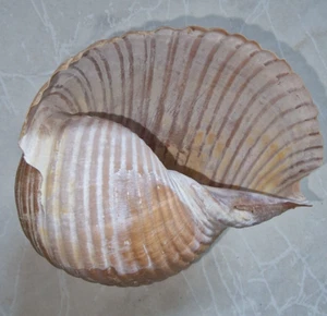 Tonnidae Family Tonna Galea Sea Shell también conocido como Tun Shell Biggest que tenemos - Imagen 1 de 4