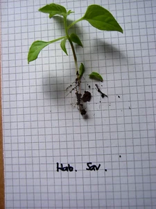 4 Setzlinge Chili - Sorte Habanero Savina - Bild 1 von 2