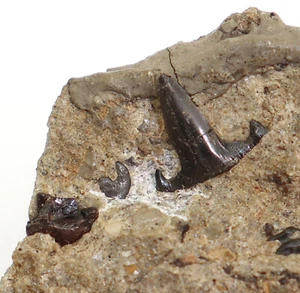 Haizahn, Rhomphaiodon minor, Trias, Rhaet, Aust, Gloucestershire, UK-f908 - Bild 1 von 5