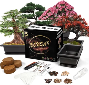 Bonsai Starter Kit, 5 Seeds Growing into Blue Spruce, Chinese Boxwood, Dawn Redw - Picture 1 of 12
