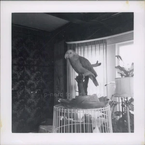 Parrot on Stand in Home Setting - Found Photo c1950s - Picture 1 of 2