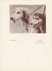 SALUKI GAZELLE HOUND TWO NAMED DOGS OLD VINTAGE 1934 DOG PRINT PAGE  - Picture 1 of 1