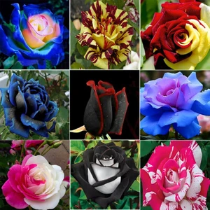 ca. 50 Stück/Pack Rose Blumensamen Haus Garten Hof seltene Blumensamen - Photo 1/34