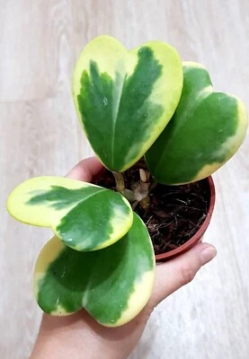 hoya kerrii hoja abigarrada en forma de corazón precio es para planta de 2 a 3 hojas ahora  Foto 1 de 2
