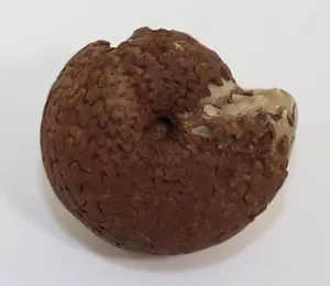 Goniatite, Stacheoceras timorense, Perm, Basileo, Timor, Indonesia -k494 - Foto 1 di 5