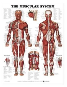 SISTEMA MUSCULAR GIGANTE Gráfico de Pared 42" x 62" Aula/Profesional LFA #98946G - Imagen 1 de 1