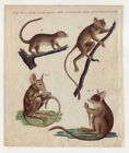 Makis - Lemuren - Tiere - Kupferstich aus Bertuch um 1800