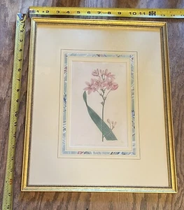 W. Curtis Botanical Flower Engraving - your choice of one of two 1793/1802 - Picture 1 of 6