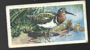 BROOKE BOND TEA CARD - TROPICAL BIRDS (1961) No.8 PAINTED SNIPE